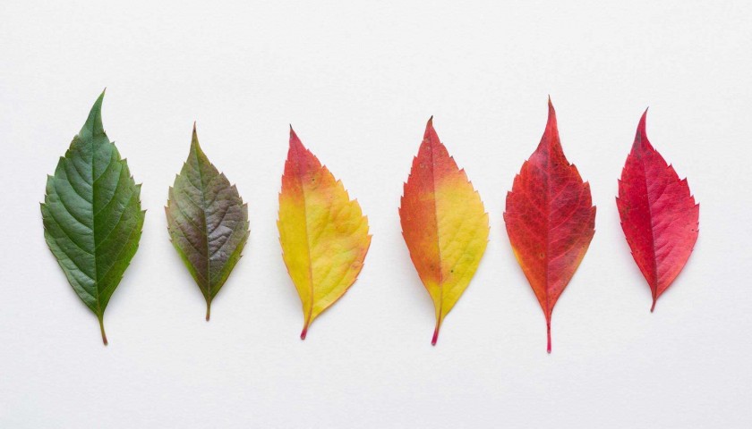 leaf-colors